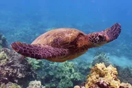 Ma'alaea Turtle Town Snorkel Cruise thumbnail 5
