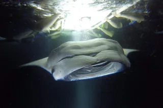 Kona Manta Ray Snorkel Tour
