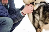 Knik Dog Sledding Tour thumbnail 4