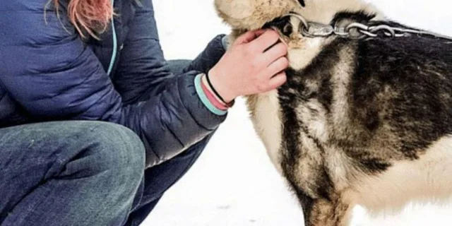Knik Dog Sledding Tour - Image 4