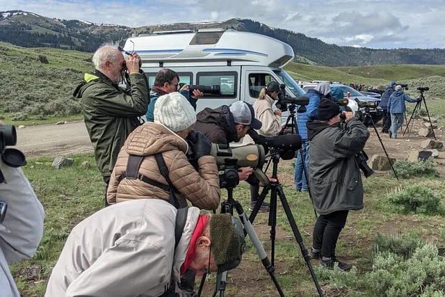 Yellowstone Wildlife Tour - Image 6