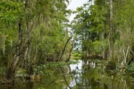 Naples Everglades Airboat and Wildlife Sanctuary Tour thumbnail 5