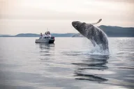 Seattle Whale Watching and Deception Pass Tour thumbnail 3