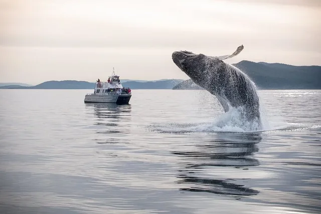Seattle Whale Watching and Deception Pass Tour - Image 3