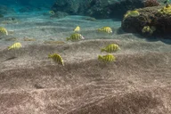 Maui Lanai Snorkel and Dolphin Watch 5 hr thumbnail 5