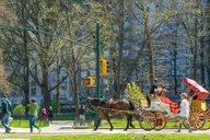 New York City Central Park Horse Carriage Ride thumbnail 3