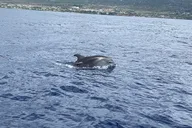 Kailua-Kona Dolphin Watch and Snorkel Tour thumbnail 4