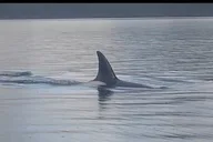Whale and Wildlife Viewing Tour thumbnail 4
