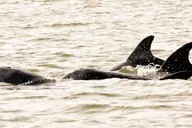 Hilton Head Private Dolphin Tour thumbnail 6