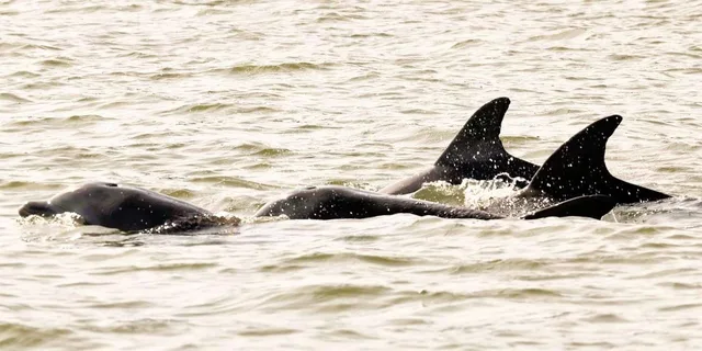 Hilton Head Private Dolphin Tour - Image 6