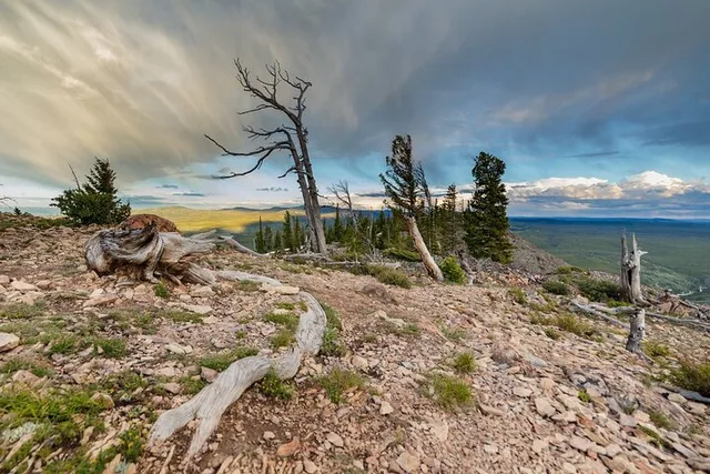 Yellowstone Bunsen Peak Loop Naturalist Hike - Image 5