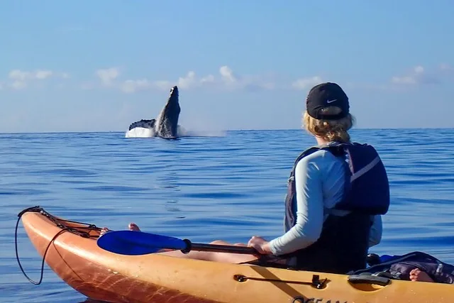 Maui Kayak and Whale Watching Tour 3 hr - Image 3