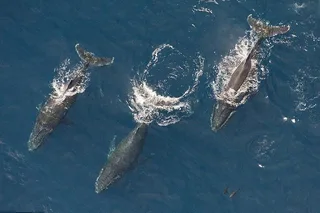 Maui Whale Watching Air Tour
