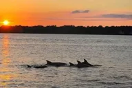 Hilton Head Island Dolphin Cruise at Sunset thumbnail 1