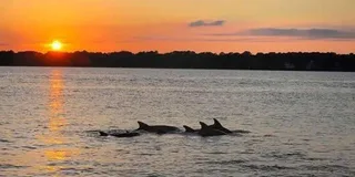 Hilton Head Island Dolphin Cruise at Sunset