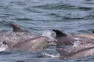 Atlantic City Dolphin Watching Ocean Cruise thumbnail 1