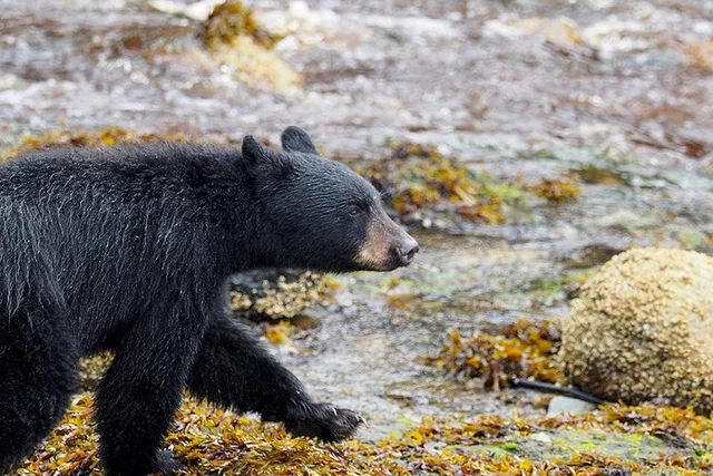 Ketchikan Bear Viewing Floatplane Tour - Image 6
