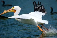 Winter Haven Historical Wildlife Tour thumbnail 4