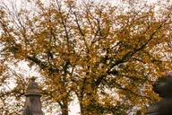 New York Central Park Walking Tour thumbnail 6