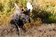 Estes Park Rocky Mountain National Park Tour thumbnail 5