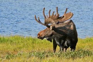 Estes Park Rocky Mountain National Park Tour