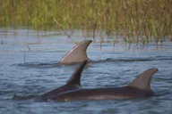 Charleston Eco Boat Excursion to Morris Island thumbnail 3