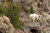 Skagway Yukon Adventure Tour with Puppies and Bridge thumbnail 4