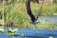 Everglades 10000 Islands Boat Tour thumbnail 4