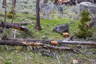Yellowstone Slough Creek Naturalist Hike thumbnail 3