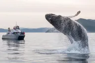 Anacortes Whale Watching Tour thumbnail 2