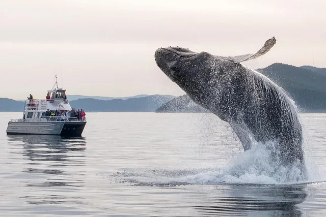 Anacortes Whale Watching Tour - Image 2