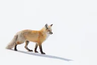 Jackson Hole Wildlife Safari Tour thumbnail 6
