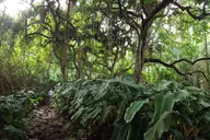 Oahu Waterfall Hike Adventure thumbnail 5