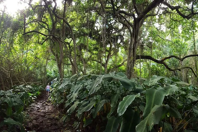 Oahu Waterfall Hike Adventure - Image 5