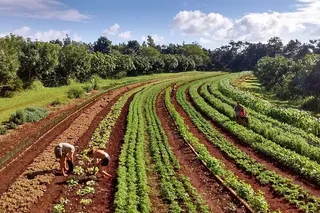 Kauai Tropical Fruit Tasting Tour