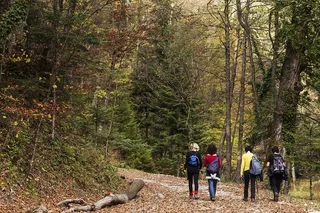 Woodland Park Forest Bathing Session