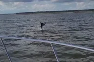 Hilton Head Island Dolphin Boat Tour thumbnail 2
