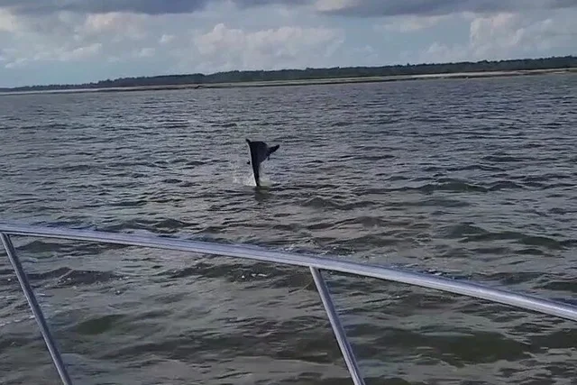 Hilton Head Island Dolphin Boat Tour - Image 2