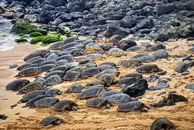 Oahu to Maui Road to Hana Day Trip - Image 6