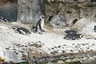 Long Beach Aquarium of the Pacific Skip-the-Line Entry thumbnail 5