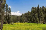 Fresno Sequoia National Park Tour with Lunch thumbnail 5