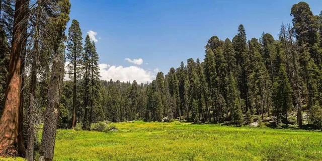 Fresno Sequoia National Park Tour with Lunch - Image 5