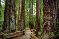 San Francisco Alcatraz Island and Muir Woods Tour thumbnail 4