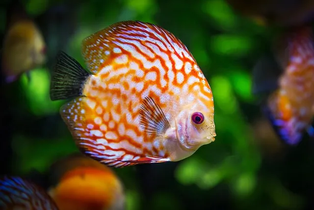 Key West Snorkeling and Conch Train Experience - Image 2