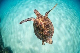 Oahu Circle Island Turtle Beach Snorkel 8 hr