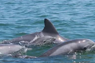 Ocean City Assateague Island Cruise thumbnail 5
