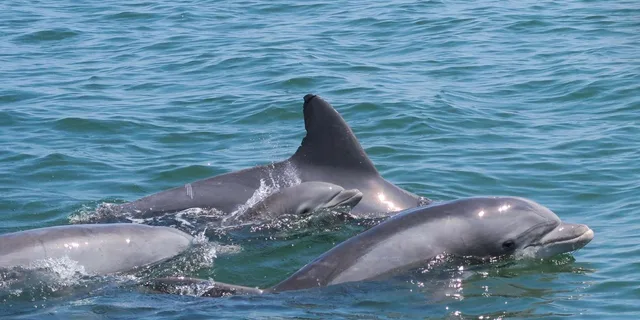 Ocean City Assateague Island Cruise - Image 5