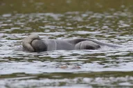 Orlando Kayaking Manatee Tour thumbnail 2