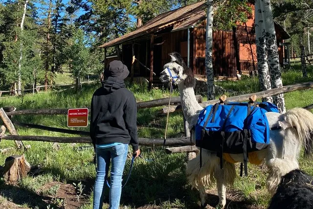 Rocky Mountains Llama Lunch Hike - Image 4