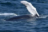 Juneau Whale Watching and Mendenhall Glacier Tour thumbnail 6
